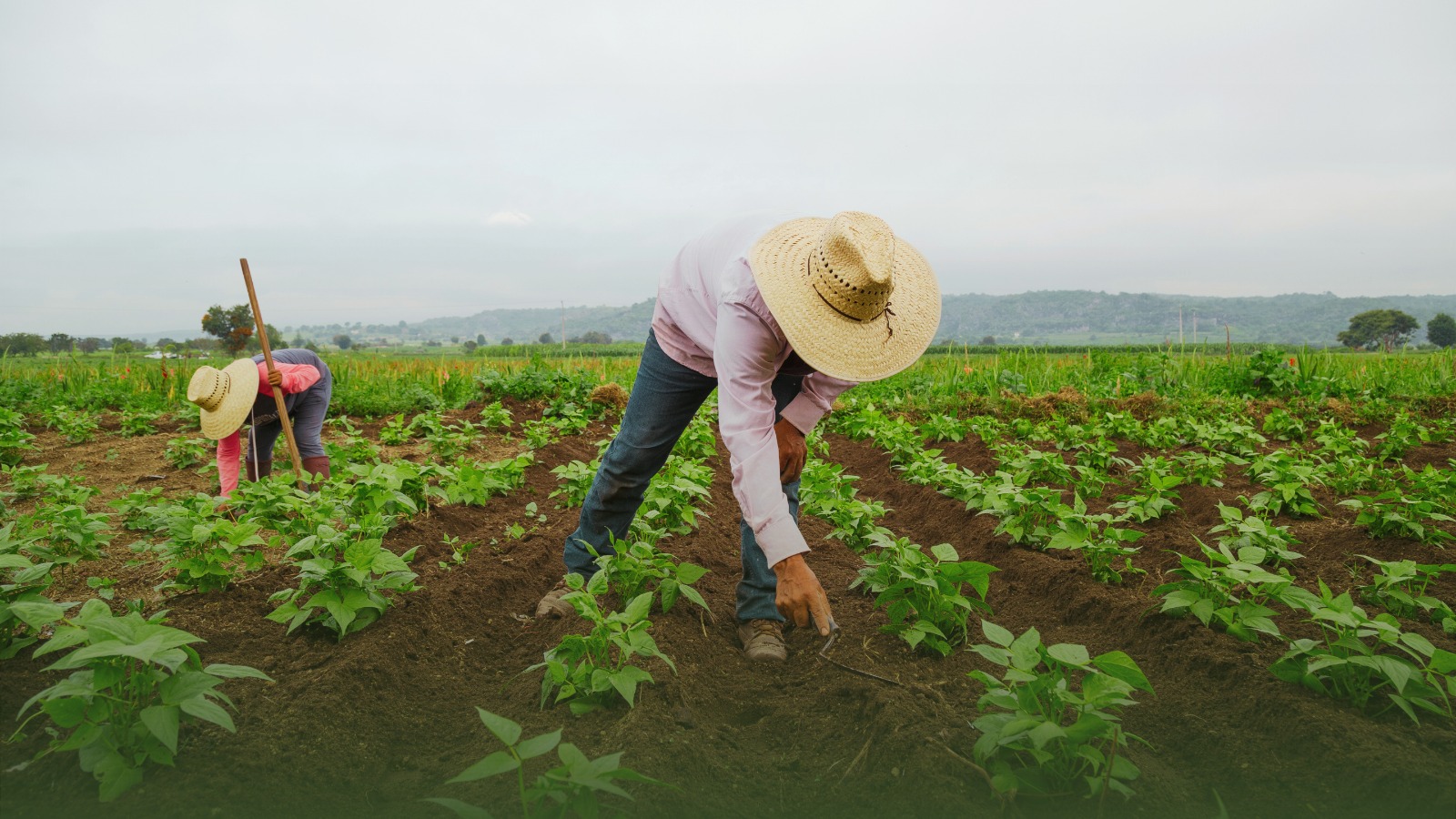 Agricultores familiares de Ponte Nova, Rio Doce e Santa Cruz do Escalvado recebem cerca de R$ 6 milhões do PTR Rural em maio